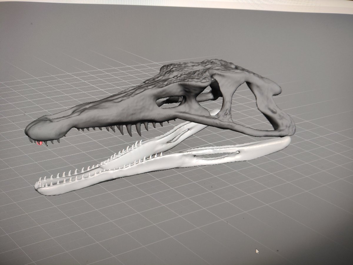 Another result of my Post-doc research at the @MuseuNacional, the 3d reconstruction of the skull and mandible of the proterochampsid Prinheirochampsa rodriguesi, described this year by @voltairearts and collaborators