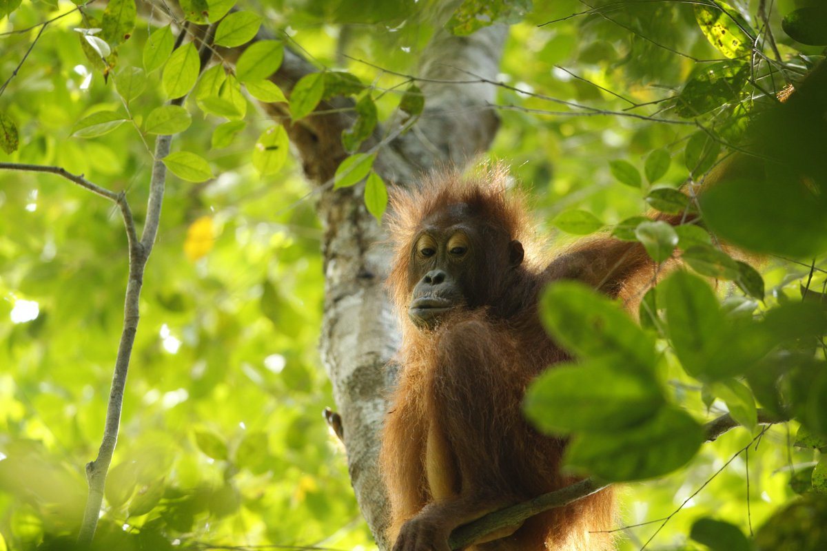 Gunung Palung Orangutan Conservation Program tweet media