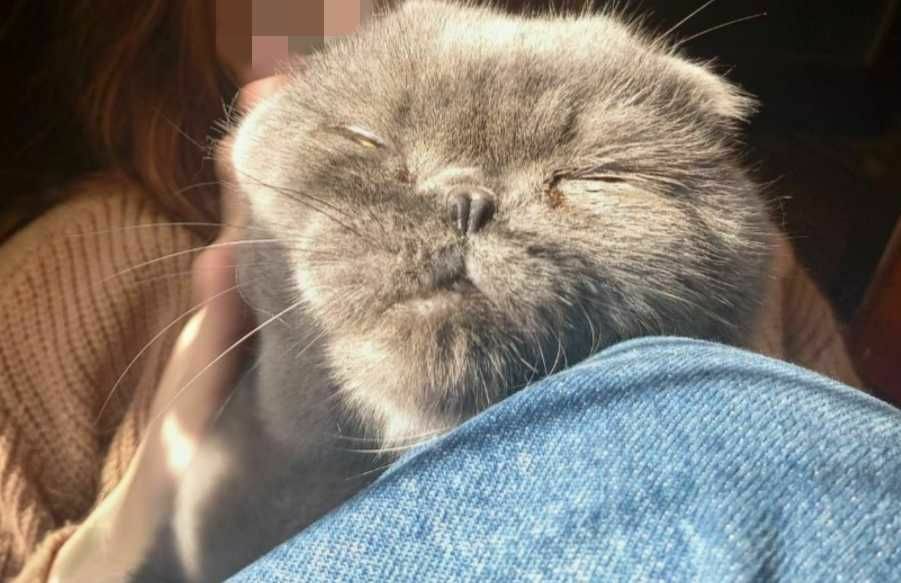 enochiiann's tweet image. Одеса!
Подруга віддає кота. Тихий, спокійний, любить поспати і коли його гладять.
Віддає бо її батько останнім часом погано до нього відноситься і щоб тваринка не жила в стресі бажано взяти швидше

Прошу репост