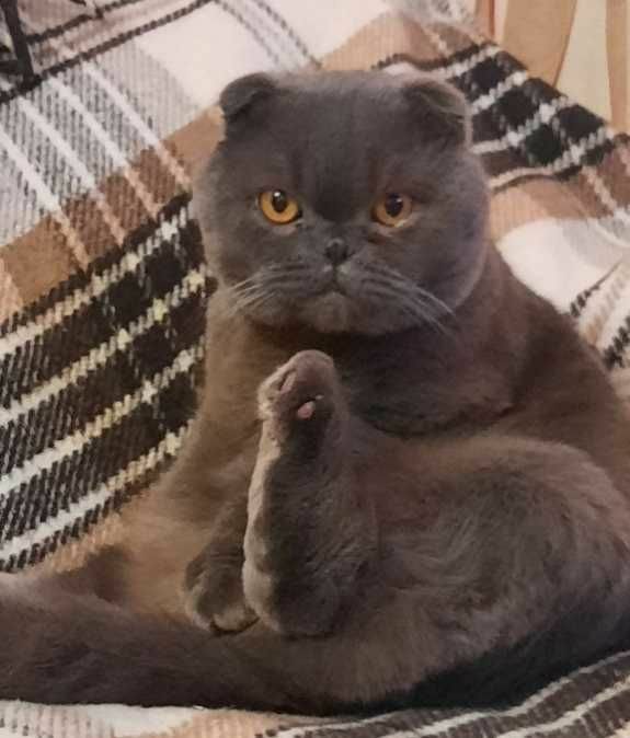 enochiiann's tweet image. Одеса!
Подруга віддає кота. Тихий, спокійний, любить поспати і коли його гладять.
Віддає бо її батько останнім часом погано до нього відноситься і щоб тваринка не жила в стресі бажано взяти швидше

Прошу репост