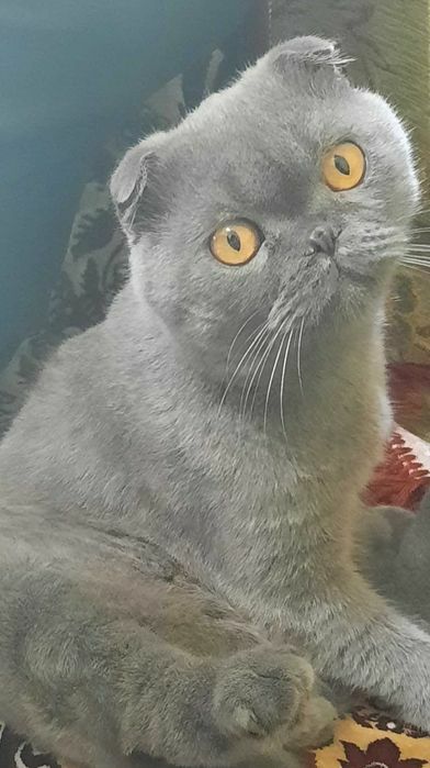 enochiiann's tweet image. Одеса!
Подруга віддає кота. Тихий, спокійний, любить поспати і коли його гладять.
Віддає бо її батько останнім часом погано до нього відноситься і щоб тваринка не жила в стресі бажано взяти швидше

Прошу репост