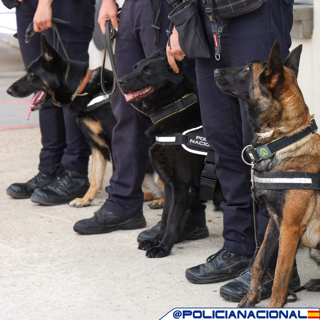 Hoy os quieren dar los #BuenosDias nuestros compañeros caninos 🐈👮‍♀️👮‍♂️

La labor de nuestros #perros 🐶 es imprescindible para realizar bien nuestro trabajo 💙

#FelizMartesATodos