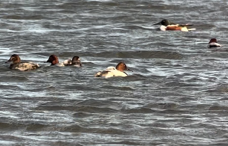 After a very brief sighting late morning, then 2 minutes worth at 1310 and  a solid 25 minutes of viewing from 1410 I managed some good scope views of the Canvasback at Abberton Res today despite the 40mph winds at times #Essex