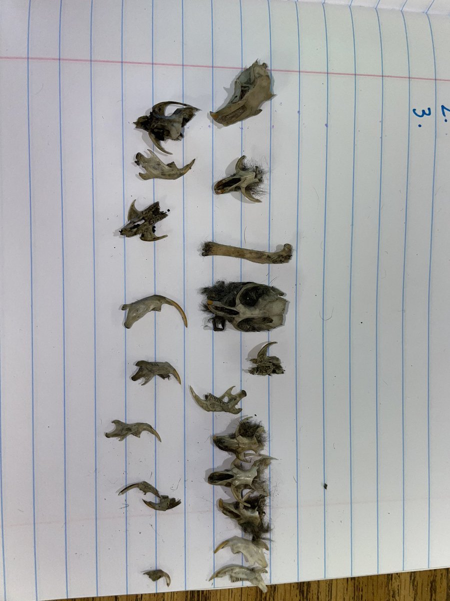 Team Hanson diving into some Owl Pellets! Check out these bones we found!🦉🦴