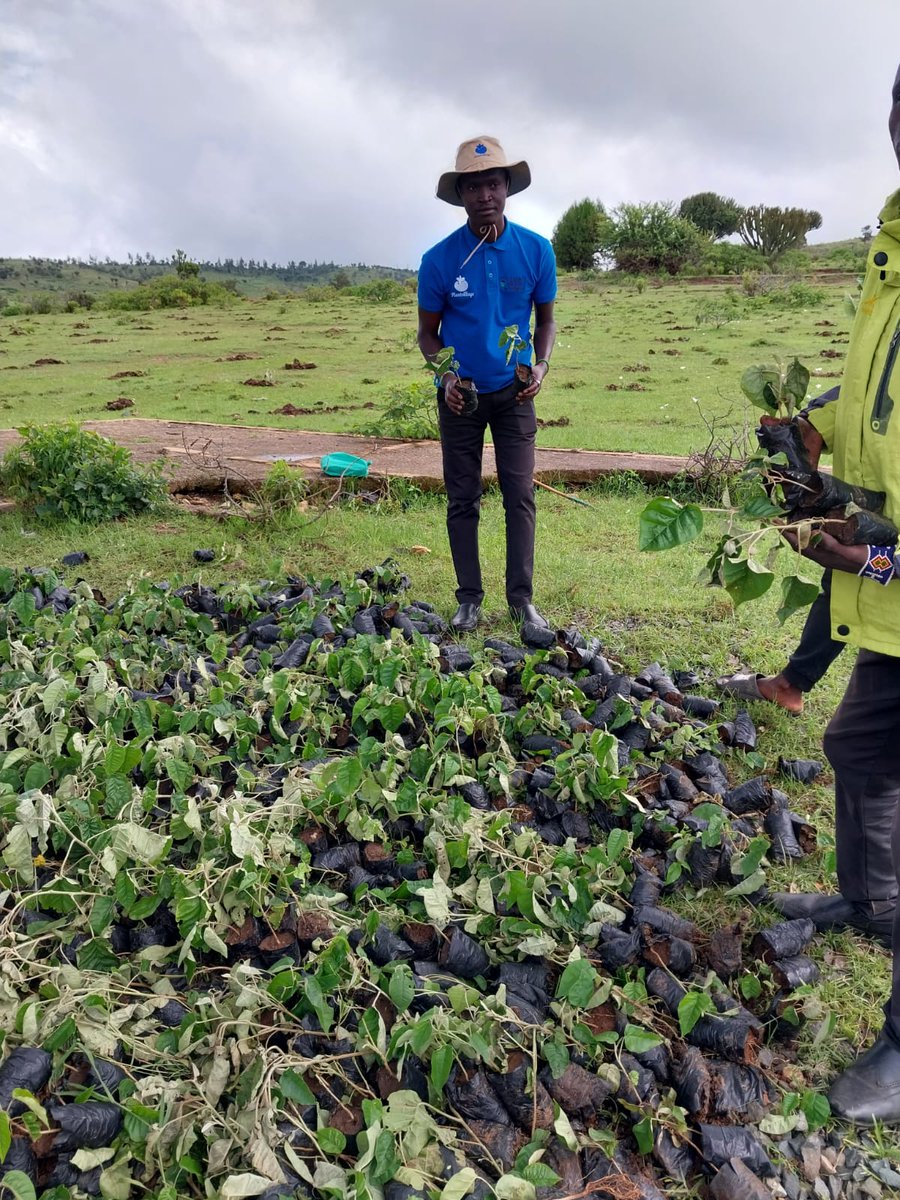 The Kenyan team actively took part in marking #TreePlantingDay, a dedicated initiative by the Government of Kenya 🇰🇪 aimed at tree-planting and conservation.

The team successfully mobilised community members, distributing and planting over 5,000 trees 🌳🌴 across the country.