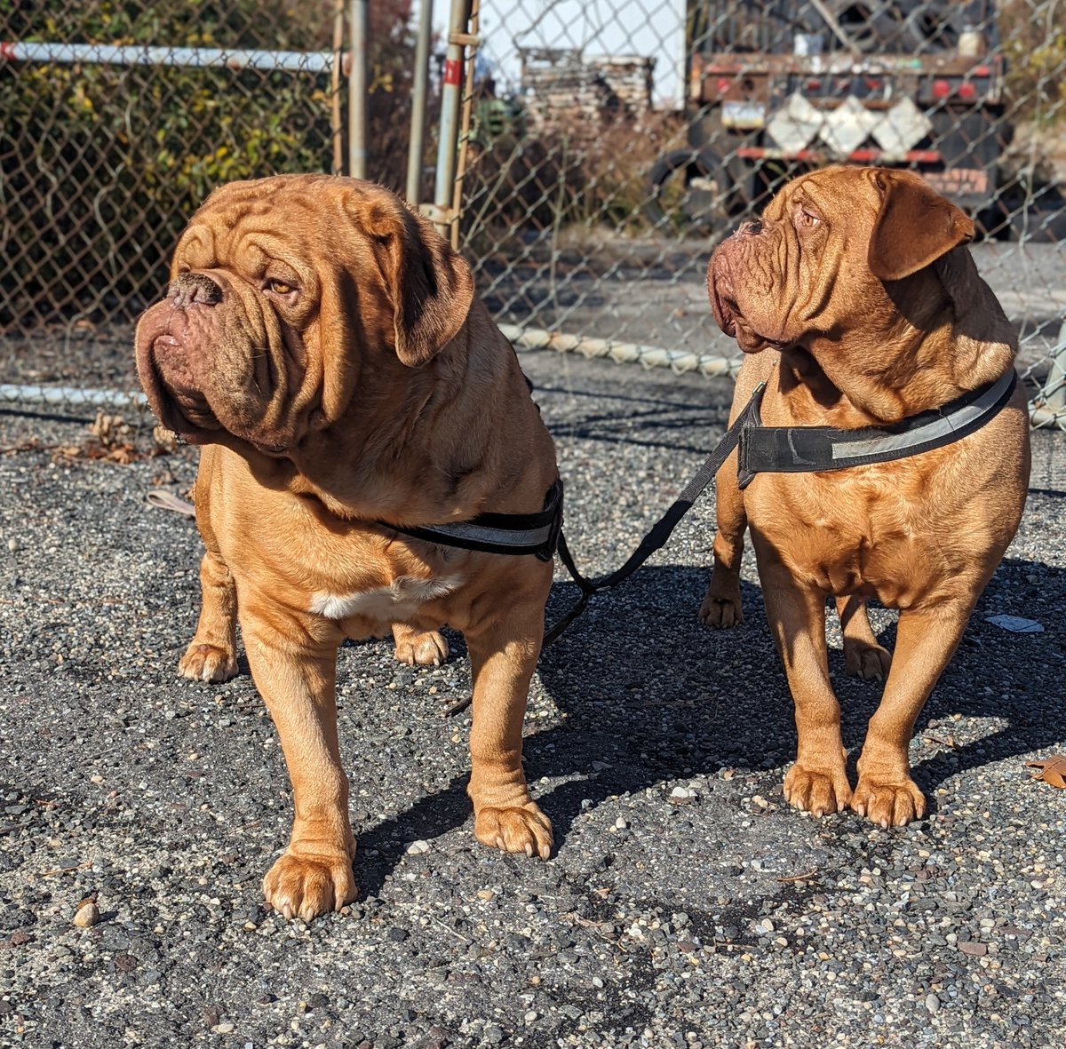 mafia_mastiff's tweet image. The Beasts of the East Coast Sir Bubbalicious and Oscar Da Luva know the routine when we&apos;re out and about. Nobody can approach me without their permission 😅 it thins out my social life and I&apos;m ok with it 💯 ✌️🐾🇺🇸🐾 #PuppyPower @SeanSean252
