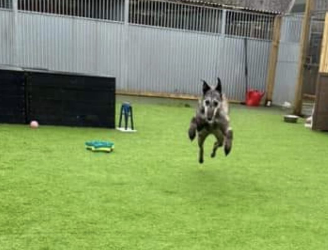 PDRescue's tweet photo. #k9hour We were delighted & honoured to be asked to test the latest in anti-gravity dog runs. As you can see, it is A-MAZ-ING! Only trouble is, when the electric trips, the dogs come down with a bit of a clunk...😬🤦
#rescuedogs #rescue #dogsoftwitter #newtechnology #honestguv https://t.co/UtWLWhC6LT
