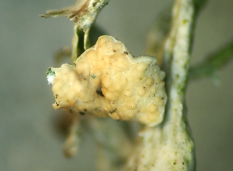 Another #lichenicolous fungus from Oak tree getting species list for. Tremella ramalinae on Ramalina fastigiata, though the micrographs from 1st image are poor they show enough detail of the basidia septation to confirm ID. Waiting to see how galls in 2nd mature before examining