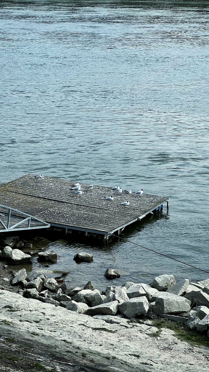 Rayan Rahal (@rayanrahal12) on Twitter photo 