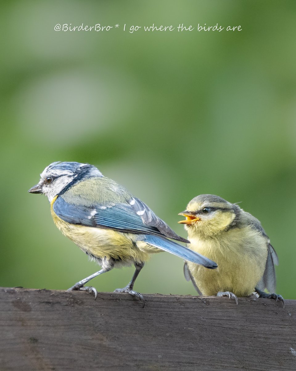 BirderBro's tweet image. 2⃣Blue Tits on #TwosDay💙💛💚
To share ur📸of2⃣ #birds: hit "🔁Repost", select "🖊️Quote", add ur🖼️&amp;amp; off u go🚀
~~~
#BirdTwitter #BirdsOfTwitter #birding #birdwatching #birdphotography #naturephotography #twofortuesday #tuesdayvibe #TwitterNatureCommunity #TwitterNaturePhotography