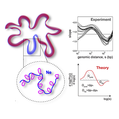 PhysRevX's tweet photo. A new model of a polymer folded into loops shows how such loops leave a distinct signature in experimental data and change chromosome topology, aiding understanding of how chromosomes fold themselves into the small volume of a cell nucleus.

Read https://t.co/R6WiyqhPqZ

#PRXsoft https://t.co/sikqxoa4an