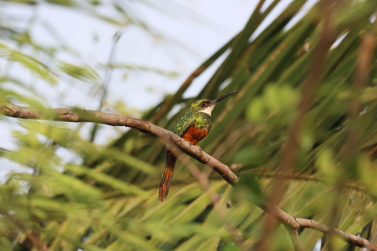 Mato Grosso do Sul tweet media