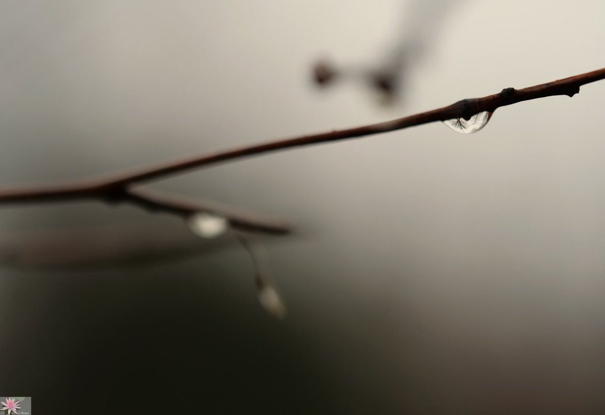 Point_Photos's tweet image. A #raindrop - Ein #Regentropfen - Een #regendruppel - Una #goccia di pioggia - Una #gota - Une #goutte de pluie 
(2/2)