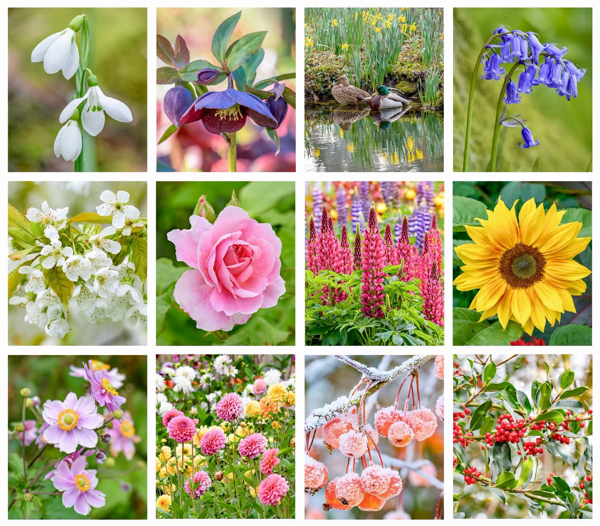 To bring some cheer on this blustery evening I thought I’d share the colourful photos from my 2024 calendar. I only have a few calendars left in stock now (10 at the last count), so if you would like one do order soon! venetiajane.co.uk/product-page/d… #flowers #photography #SmallBusiness