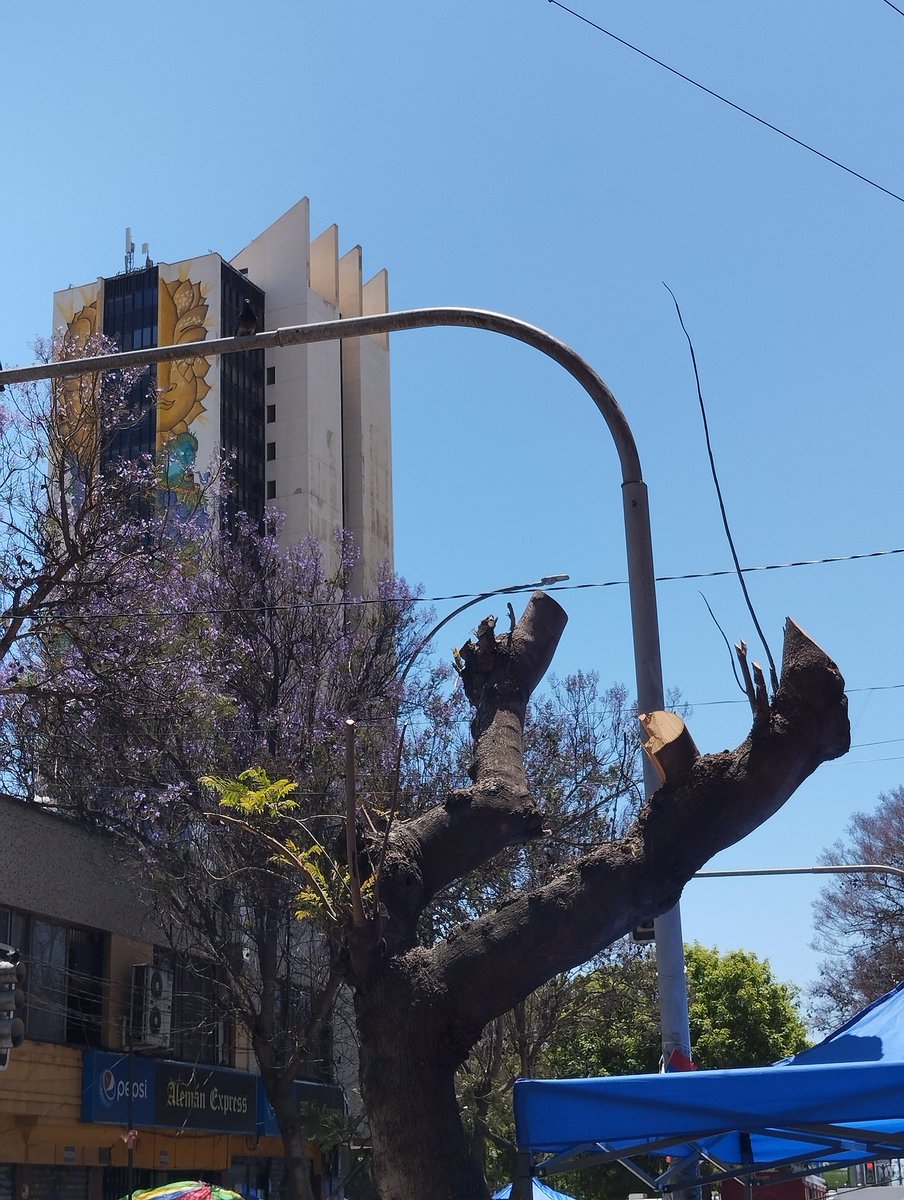NicoArancibiaCL's tweet photo. Campaña para cuidar a los #Árboles de Valparaíso.

Basta ya de dañar a nuestra #MadreTierra.

Necesitamos el compromiso del @MunicipioValpo para cuidar y proteger el Arbolado Urbano.

Comparte y pública tu Árbol.

#Valparaíso cuida a la Madre.
Valparaíso abraza a los árboles. https://t.co/98Clz7cWI4