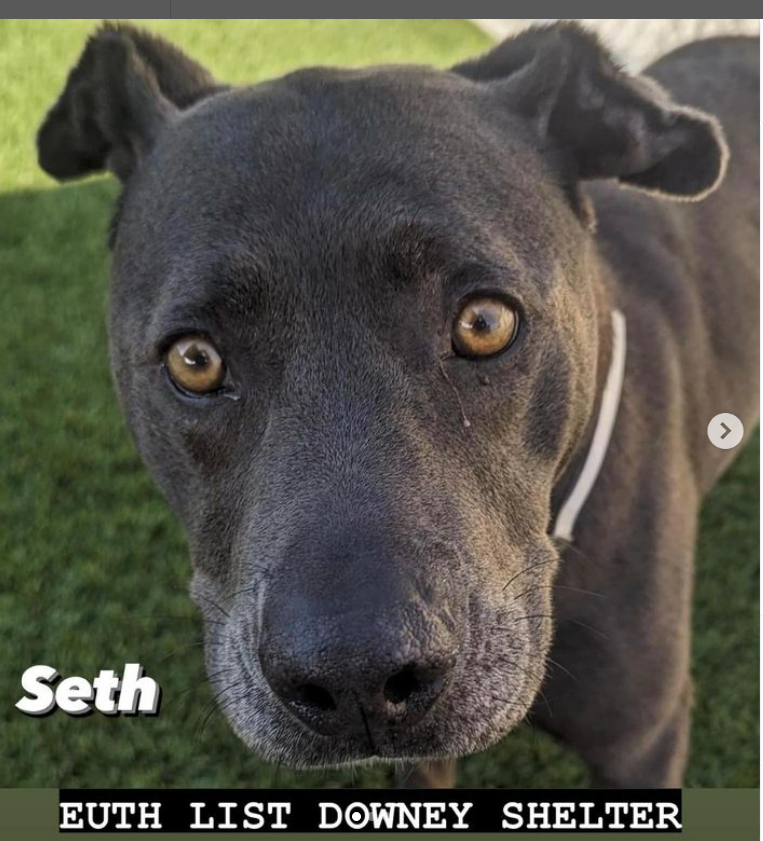 mapleveewesem's tweet photo. ๐๐๐ Because he is 8 yo, 57 lb SETH can be adopted from Downey #California ACC with the adoption fee waived. He is very easy going, good with other large calm dogs, and used to family life as he is an owner surrender who was adopted years ago ๐
Info โฌ๏ธ #A44922445 https://t.co/a45PAMfE8e