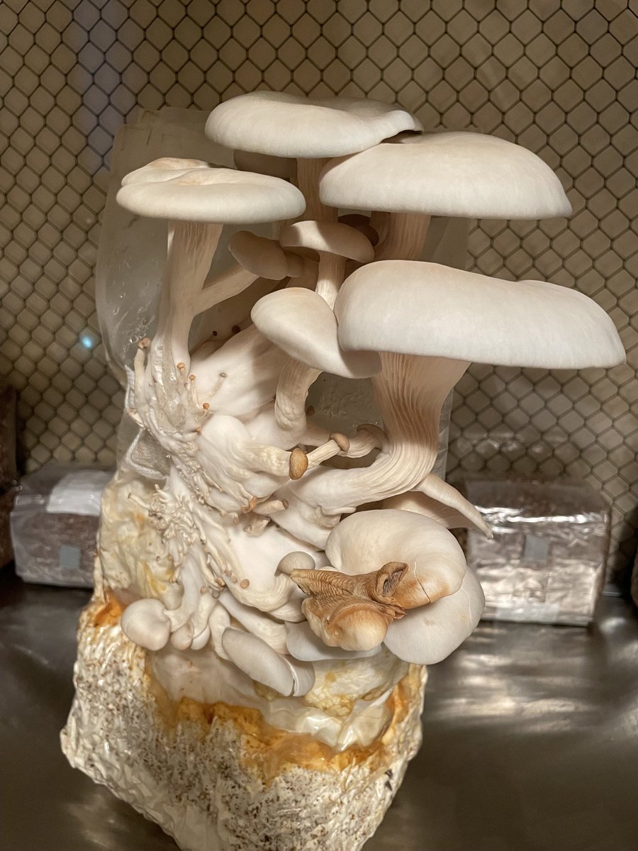 Have you ever wanted to grow your own mushrooms? Oyster mushrooms are perfect for beginners. This bag was left in a closet and forgotten about yet it still produced a delicious snack! Talk about low effort.

#mushrooms #mycology #growbag #growkit #cultivation #neglecttek