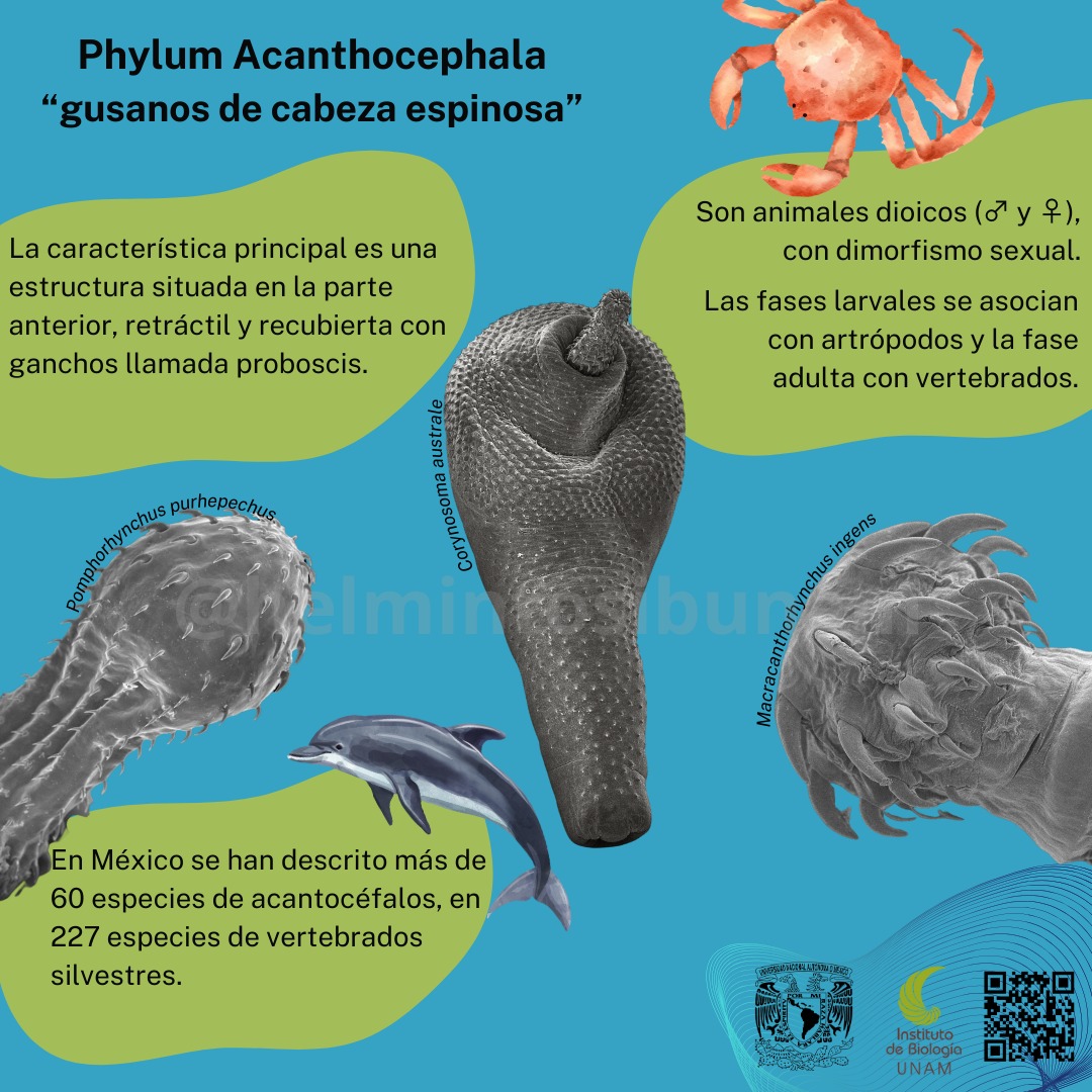 HelmintosIB's tweet photo. Descubre el fascinante mundo de los #Acantocefalos 🔍 Estos curiosos parásitos tienen secretos intrigantes que te dejarán asombrado/a 🤯 Infografía hecha por Alfonso Fuentes Delgado. #parasitologia #parasitology #mexico🇲🇽 #biology 🪱🔬 https://t.co/rnrfKo8m0h