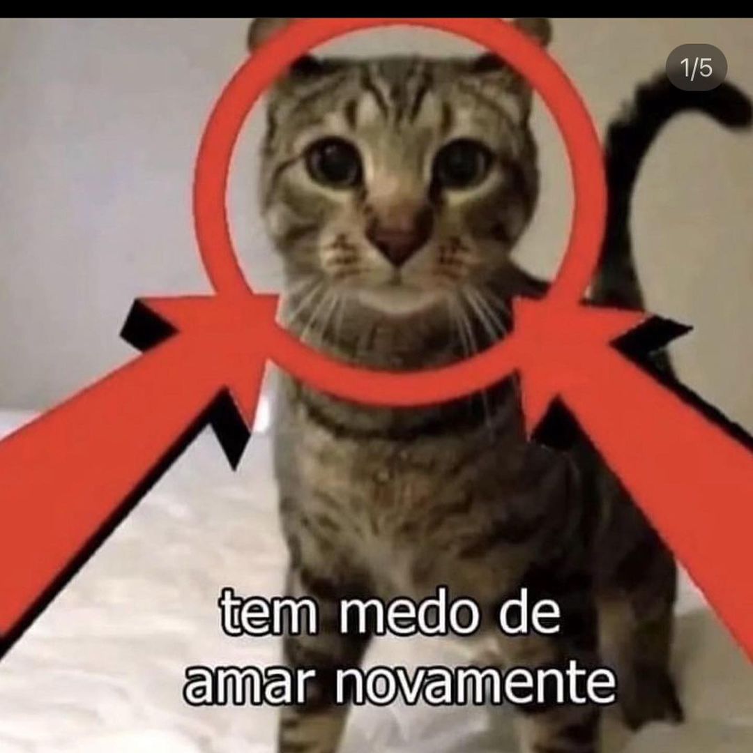 perfil dedicado a gatinhos e peitos (@odeiootaco) on Twitter photo 
