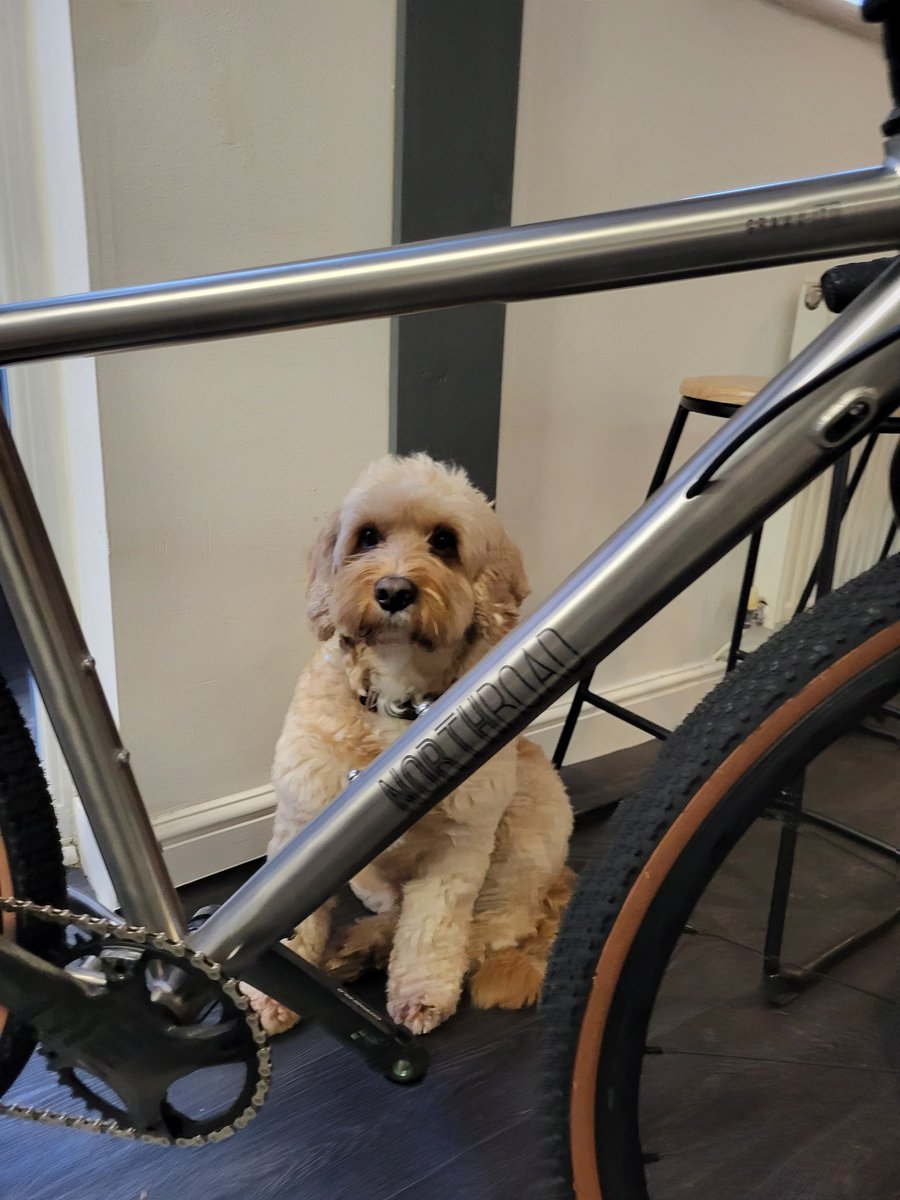 Bertie doing his best at marketing.

Have you visited the NorthRoad coffee lounge yet? We're here 10-4 each day 🐾

#cycling #coffeeandbikes #SmallBusiness #bikes #m33 #Manchester #custombikes #coffee #coffeeandcake #cyclinglife #cyclinglifestyle