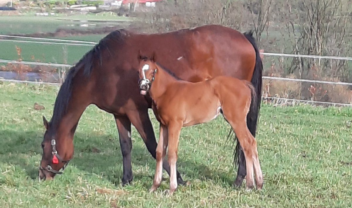 Well done👏 Looks like she has lots of potential. This a photo of her as a young foal💚
