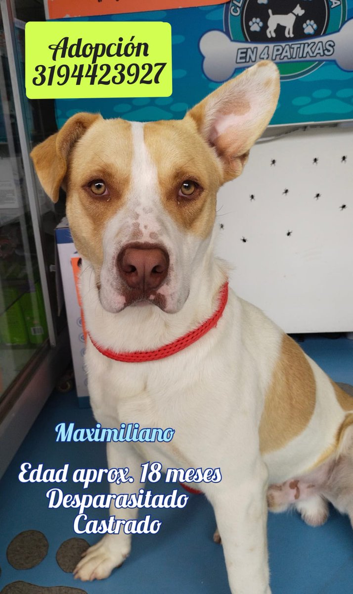 YMFajardo1106's tweet image. #FelizLunesParaTodos querida gente. Les pedimos algo muy sencillo y es ayudarnos a #difundir la #adopción de estos guapotes. Desafortunadamente no pueden volver al lugar en dónde estaban porque corren🆘🥺 @bdmercadeo está pendiente están en #Bogota @MONYRODRIGUEZOF @AleGiraldoP