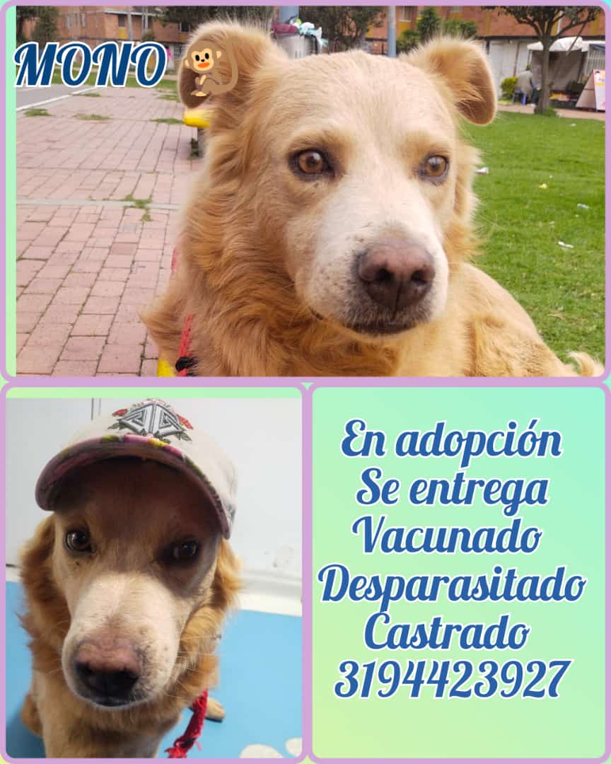 YMFajardo1106's tweet image. #FelizLunesParaTodos querida gente. Les pedimos algo muy sencillo y es ayudarnos a #difundir la #adopción de estos guapotes. Desafortunadamente no pueden volver al lugar en dónde estaban porque corren🆘🥺 @bdmercadeo está pendiente están en #Bogota @MONYRODRIGUEZOF @AleGiraldoP
