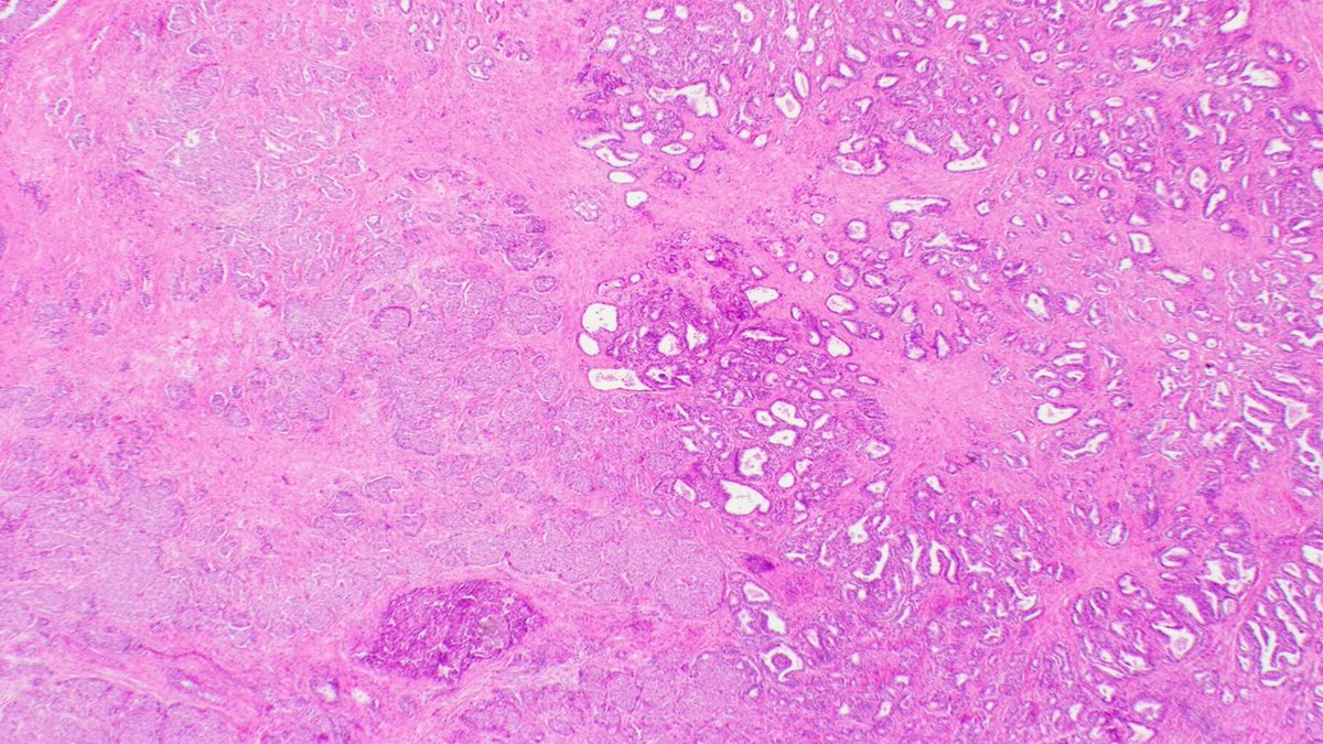 NorthShore Pathology Residency tweet media