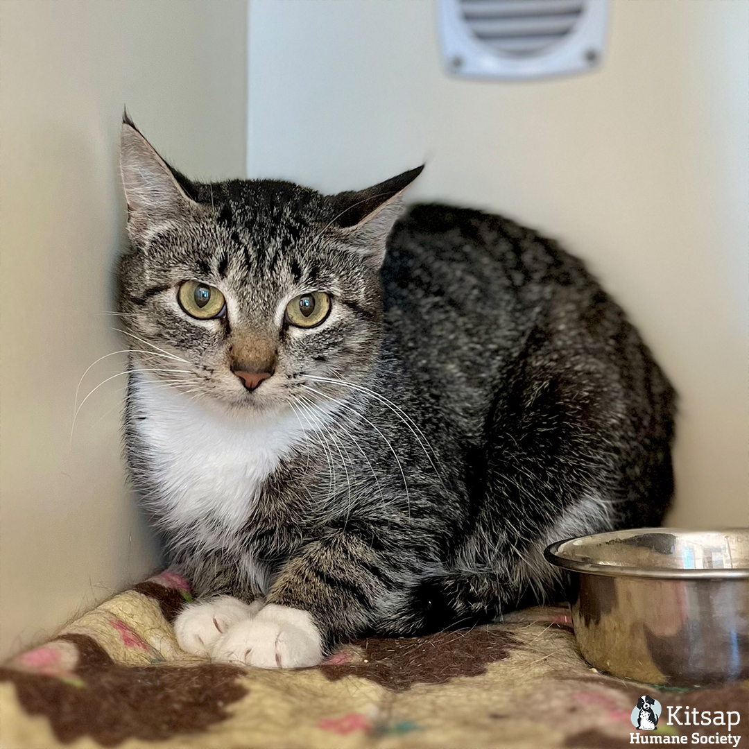 Kitsap Humane Society tweet media