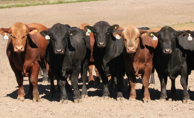 CLARA: Revolutionizing Livestock Market Insights tweet media