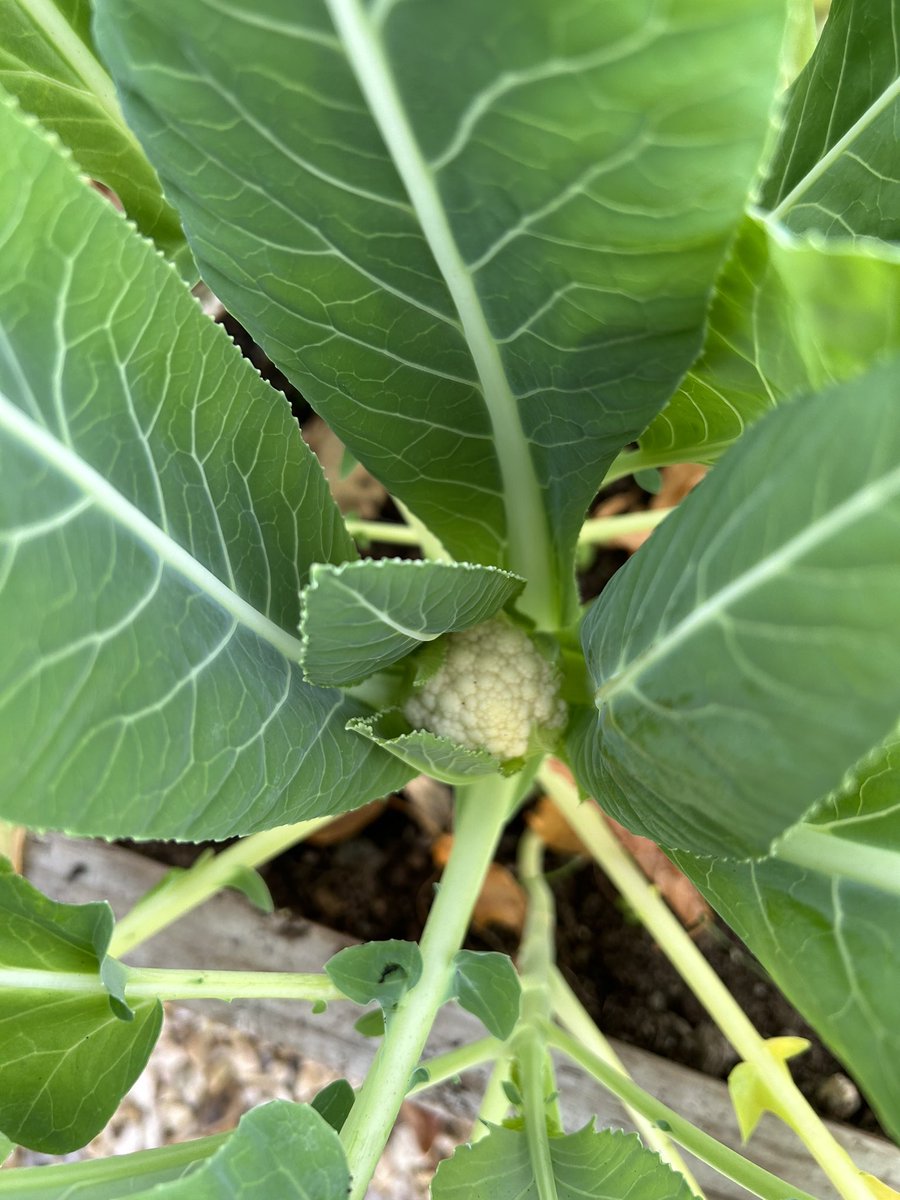 There’s peerie heads appearing on the All Year Round cauliflower! 😊🌱 We planted the seeds in August and it’s exciting to see how well the Polycrub can be used to extend the season.