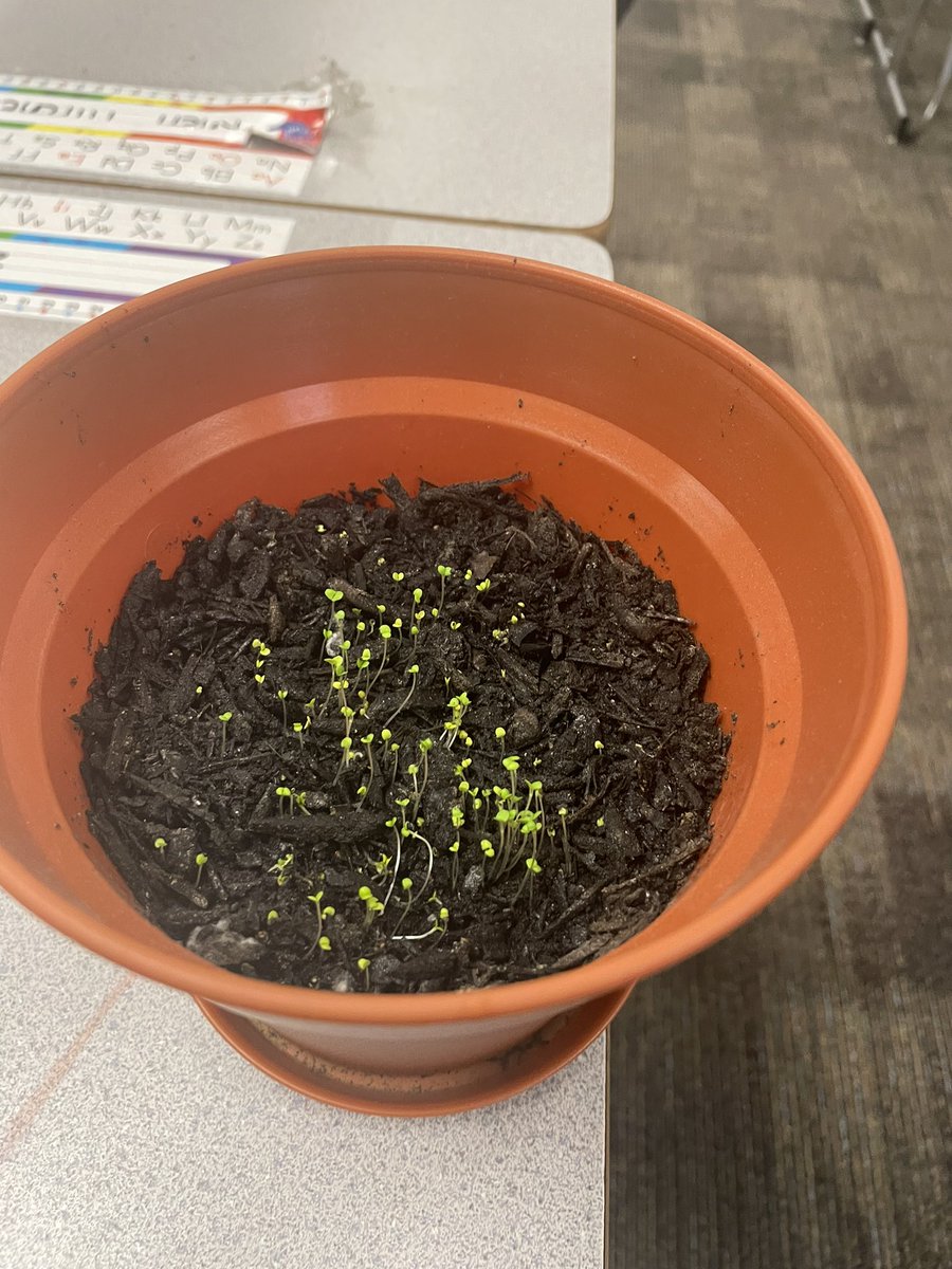 We love growing over here at <a href="/HumbleISD_BBE/">Bear Branch Elem</a> check out this 1st grade teachers Thyme seeds sprouting! Soon to be planted in our BBE gardens