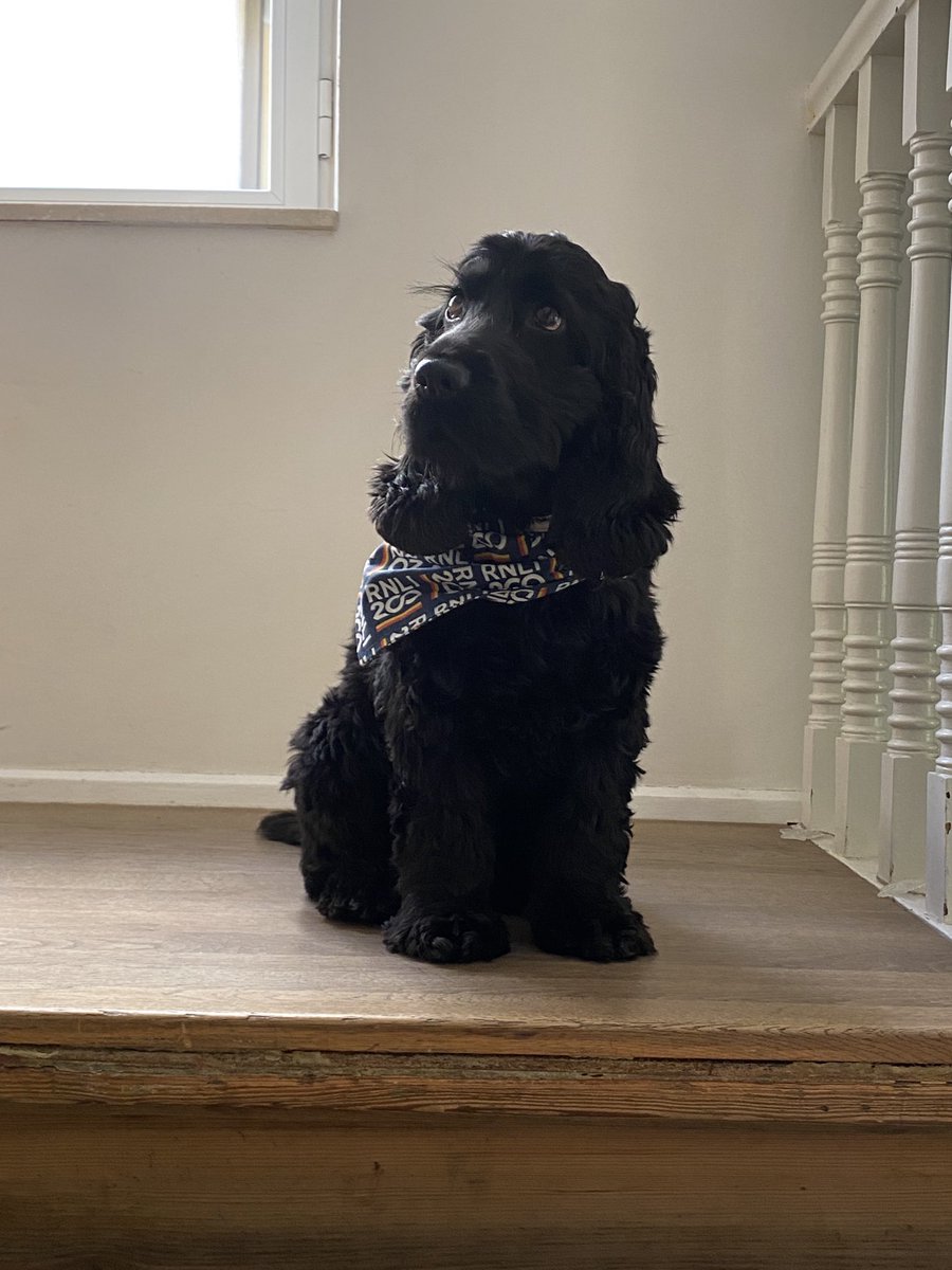 Meet Molly - ⁦<a href="/RNLI/">RNLI</a>⁩ 200 canine ambassador in Madrid. Loving her new #RNLI200 bandana!