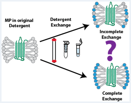 RuotoloLab's tweet photo. See our latest membrane protein (MP) work surrounding detergent exchange efficacy!🥳
Specifically, we evaluate three MP exchange methods for commonly used detergents (OG, C12E8, &amp; C8E4): 
1. SEC
2. Ultracentrifugal Filters
3. Biospin Columns

Read it here: https://t.co/OBbRbKRQTQ https://t.co/r0RHwoYxbL