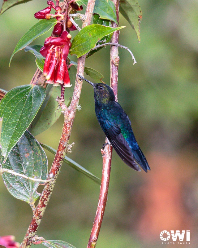 owiphototours's tweet photo. One of the rarest hummingbirds you’ll ever see! Endemic to #Ecuador and found only in the cloud forest near Quito, the Black-breasted Puffleg is critically endangered with around 250 individuals left and about 90% of its habitat lost.
📍Zuro Loma Birding Reserve 
#BirdsSeenIn2023 https://t.co/cSm98ObEud