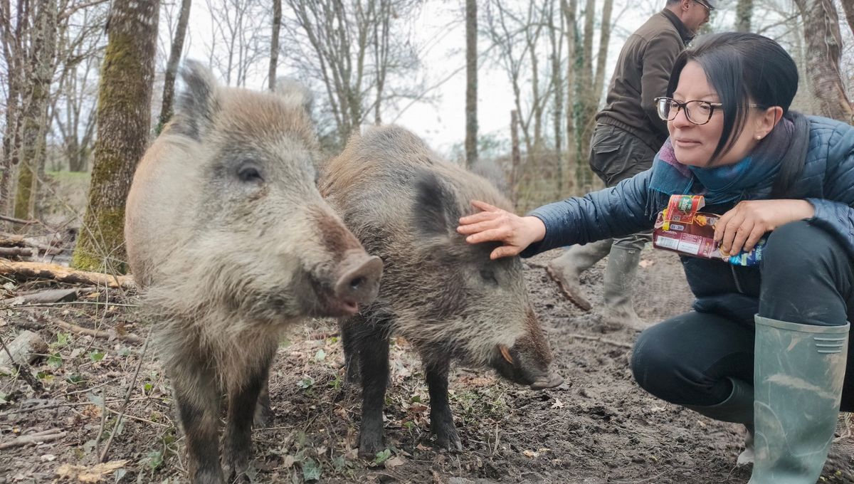 monde_biodi's tweet photo. Ce couple a pris sous son aile 2 marcassins suite à la mort de leur mère, tuée lors d'une chasse, les sauvant d'une mort probable. 
Pour les remercier comme il se doit, ils ont été condamné et les animaux saisi. Ils ont fait appel. https://t.co/nRhE1kd1d7