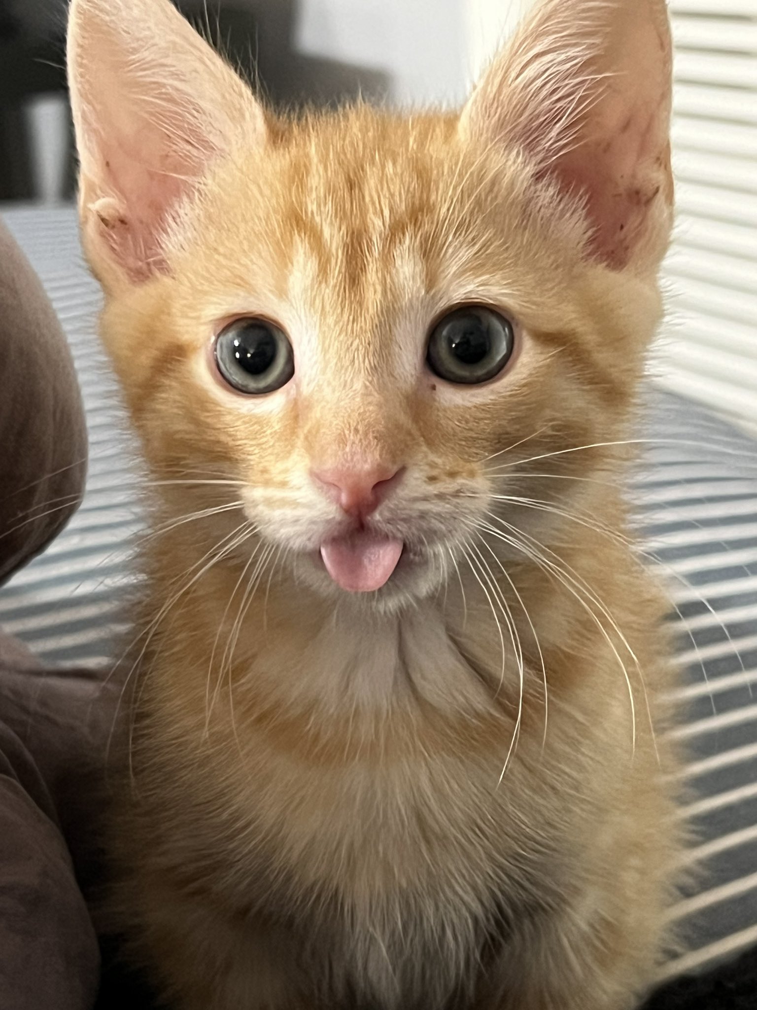 Cat named potato sale
