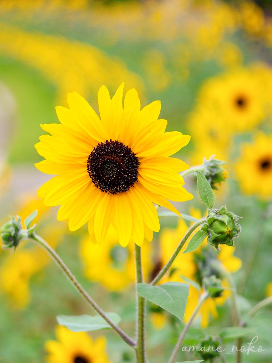 "🌸҉  🌸҉
.((◠‿◠)) 
""  (▓╲🌸
""(░)(░) 

#TercaCarpeDiemSDV🌻
#TercaEsquadraoSDV🛡️

  ♡*⁠˘˘⁠*.⁠｡⁠*⁠♡[💖♡💖]♡*⁠˘˘⁠*.⁠｡⁠*⁠♡