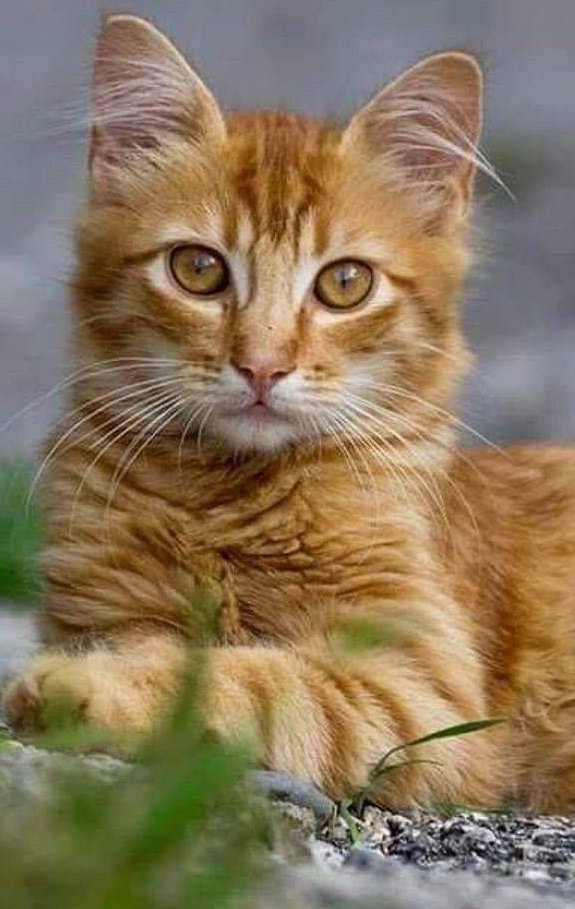 "🌸҉  🌸҉
.((◠‿◠)) 
""  (▓╲🌸
""(░)(░) 

#TercaEsquadraoSDV⚔️
#TercaHeroisDoSDV🛡️

  ♡*⁠˘˘⁠*.⁠｡⁠*⁠♡[💖♡💖]♡*⁠˘˘⁠*.⁠｡⁠*⁠♡