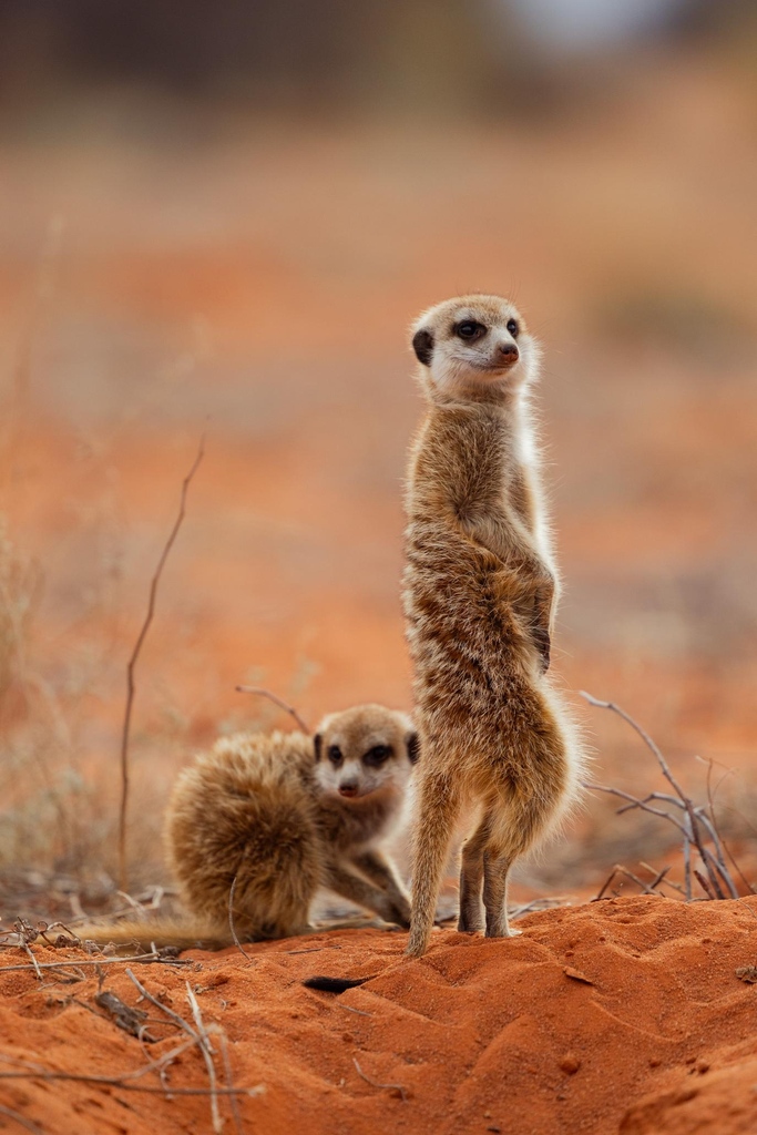 Tswalu's tweet image. Taking photos of #meerkats was a highlight of @LaurandNicolas recent stay at #Loapi Tented Camp - one of the unique activities that guests can experience at #Tswalu. Images @LaurandNicolas
#TswaluKalahari #Meerkat #SafariPhotography #Safari #SouthAfrica #FashionInspo