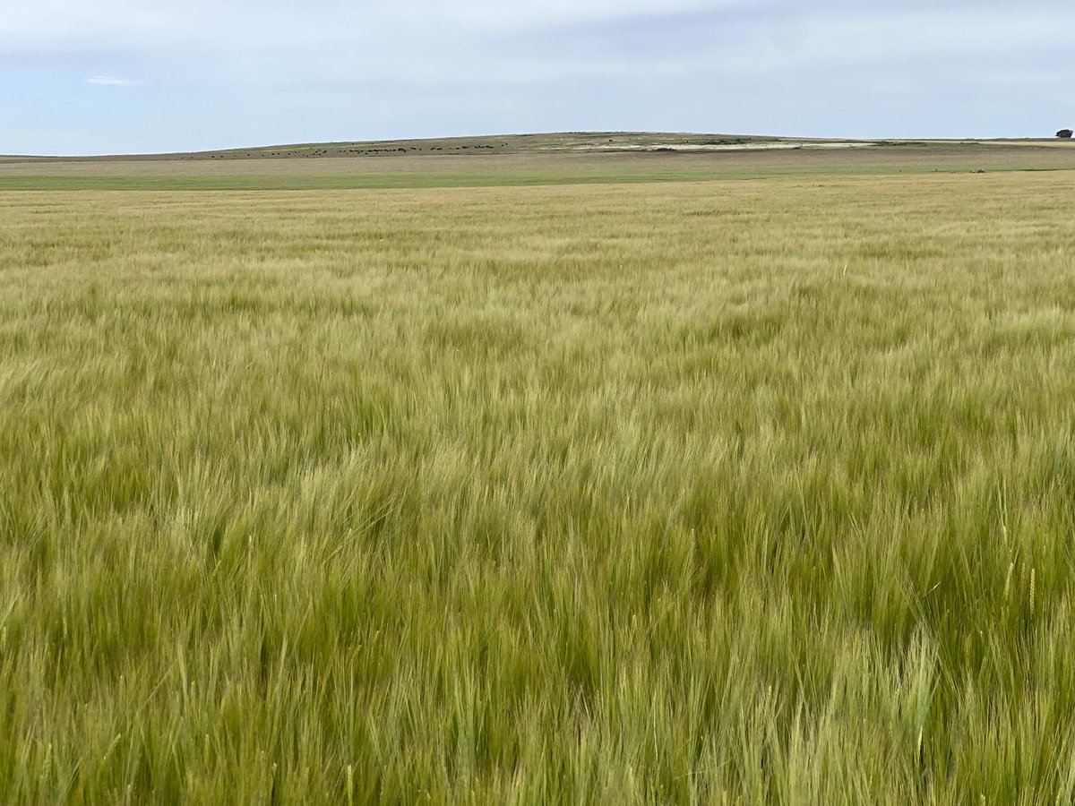 PecoAz's tweet photo. Las #cebadacervecera se salvaron de la helada de hoy en los bajos de las #Highlands de #Chillar 💪🏽va a haber cerveza!!  🌾 🌾🌾🔜🍺🍺🍺 @CebadaCervecera https://t.co/pFnw94YSNr