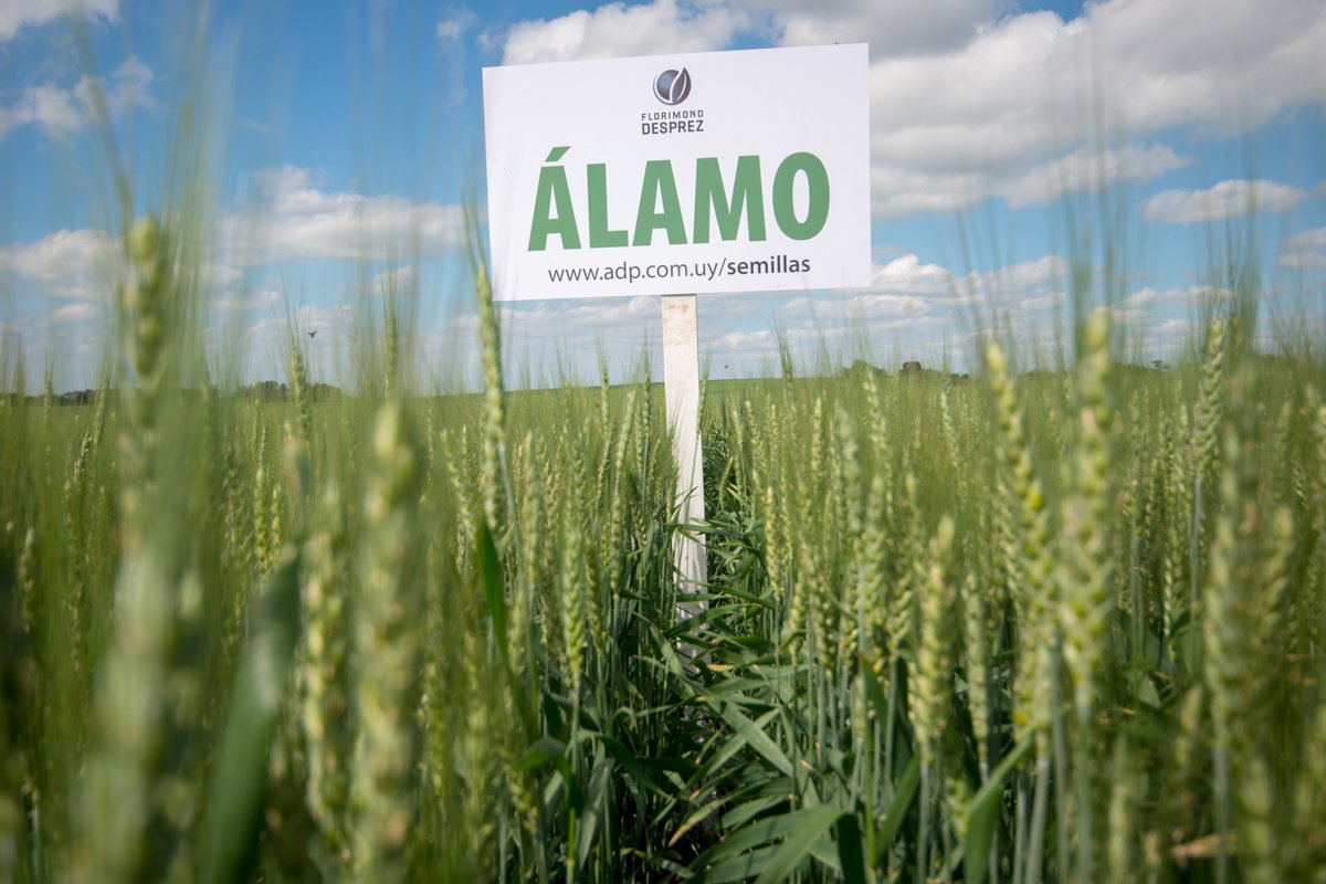 ADP-Agronegocios del Plata participará de la inauguración de la cosecha de trigo 🌾
👉 adp.com.uy/adp-agronegoci…
#AgroRedes #cultivosdeinvierno #ADP #AgronegociosDelPlata #Álamo