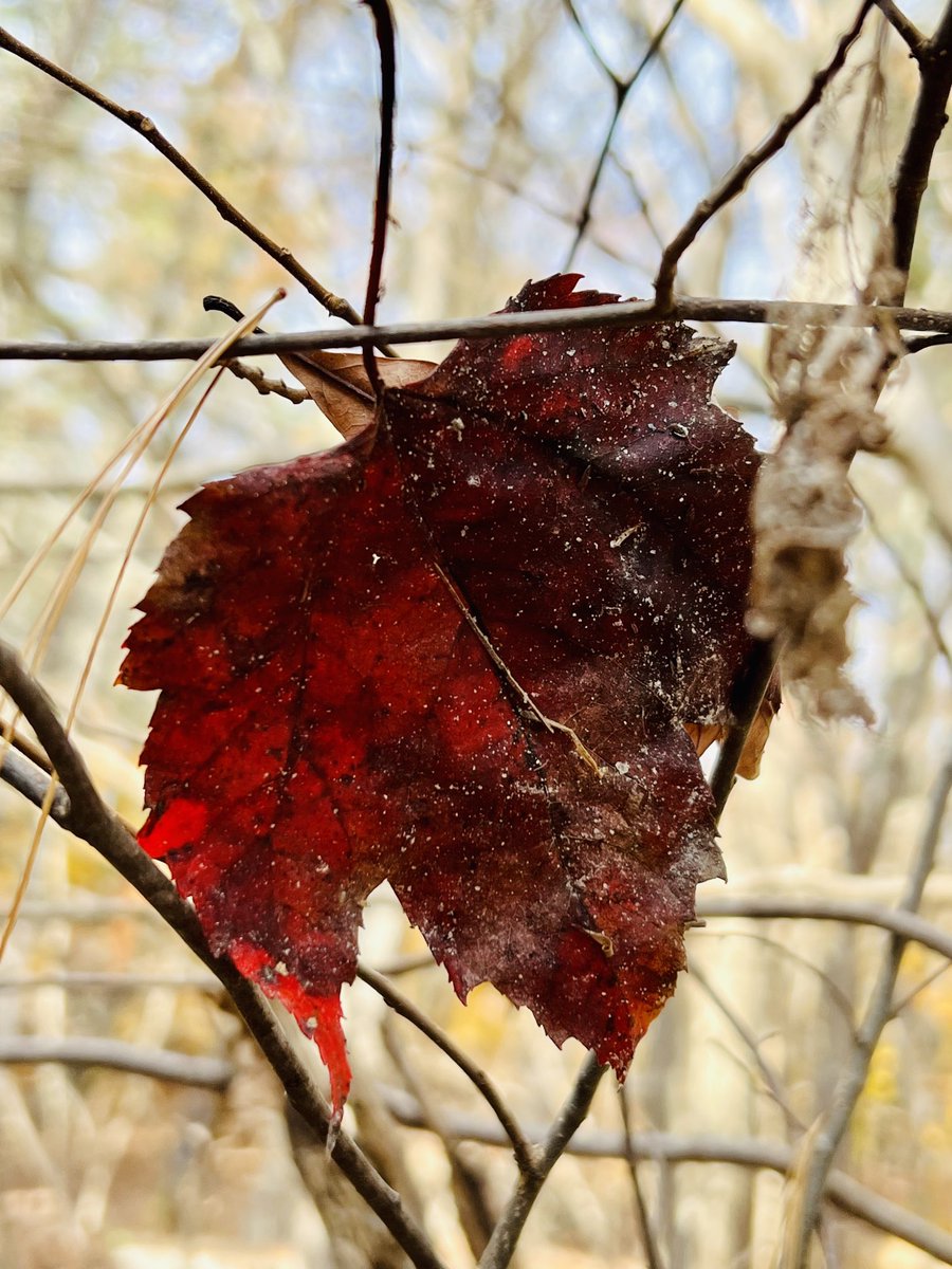 AnnMariSheerio's tweet image. #AutumnVariations♥️🍂