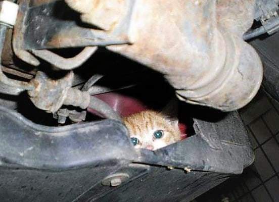 GalwaySPCA's tweet photo. This is the sad reality of what feral cats every winter.
The engine started and the damage was irreparable.
Finding him after he fled was heartbreaking.
Please check your car before starting.
Run free, Star 🌟 🌈
#checkyourcar #feralsmatter https://t.co/sj0cdgTZRV