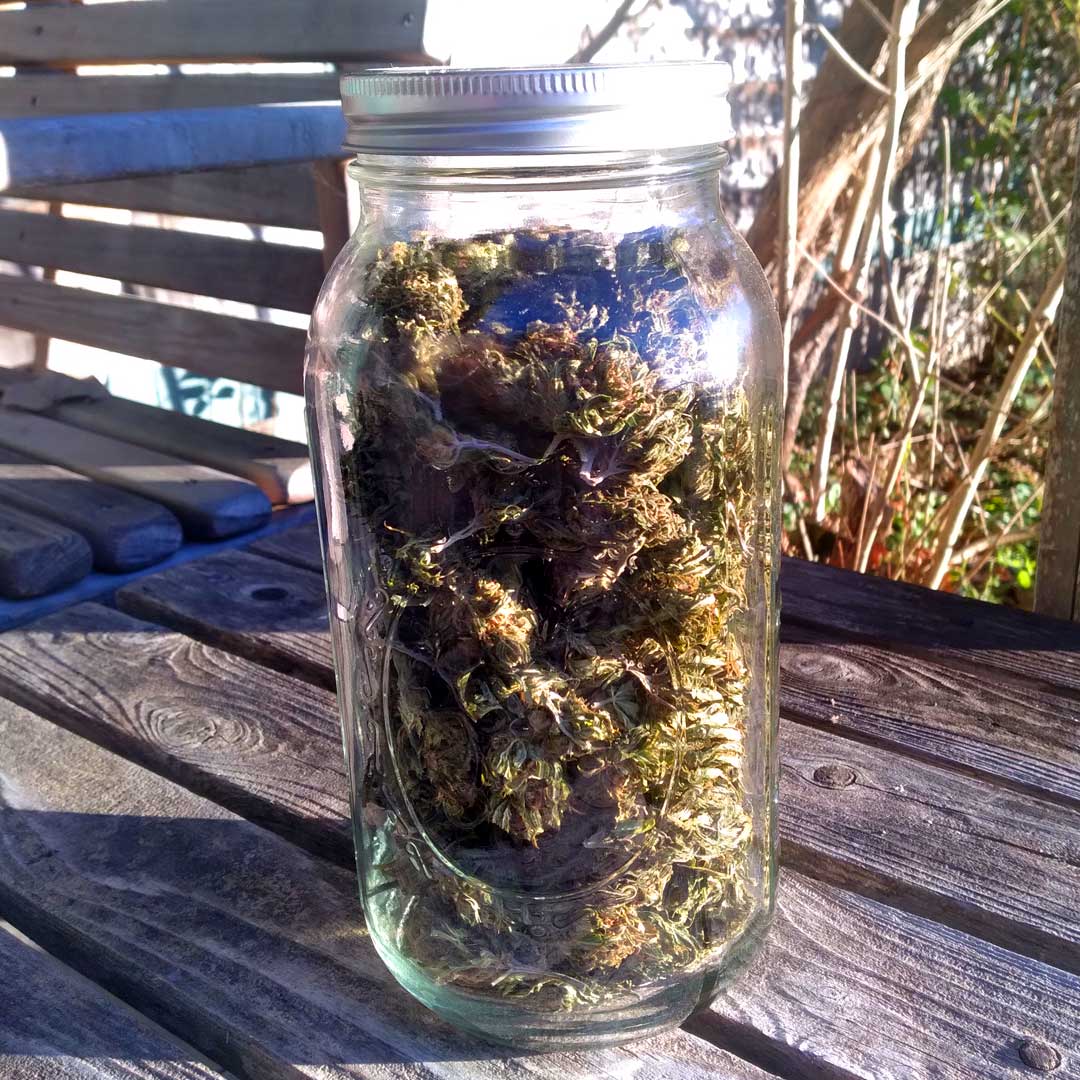 Every last hemp flower has been carefully dried, trimmed, and placed in glass jars for storage. 

Feels good to have this year's bounty safely put away. The culmination of a lot of time and work!

#organichemp #organiccbd #croptober #harvest #mainefarm #mainehemp