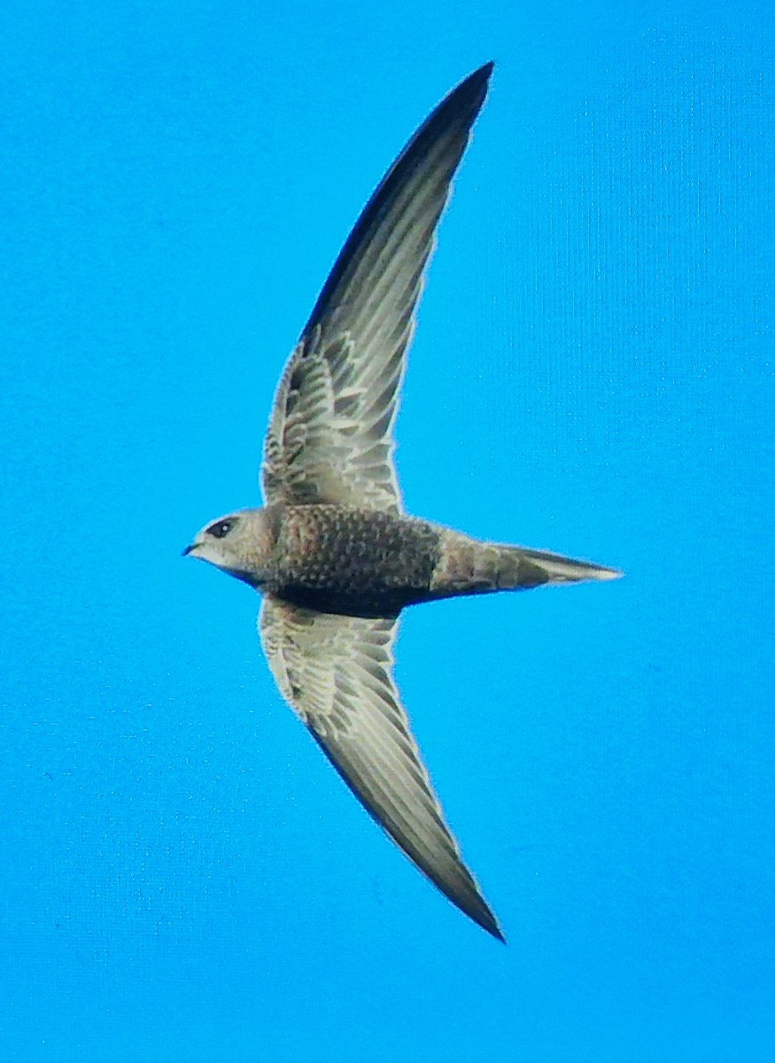 Med2005Mick's tweet image. Pallid Swift from Winterton village @rbabox @BirdGuides