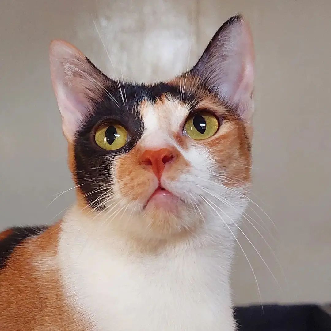 ygmstv6397fhdjk's tweet photo. Sofia is gorgeous ❤️
#calicocatsofinstagram #rescuecats #abandonedkittens #orphanedkittens #rescuedismyfavouritebreed #kittens #cats #rescuekittens #cutecats #catlover #catlady #foryou https://t.co/c0nDw6S700