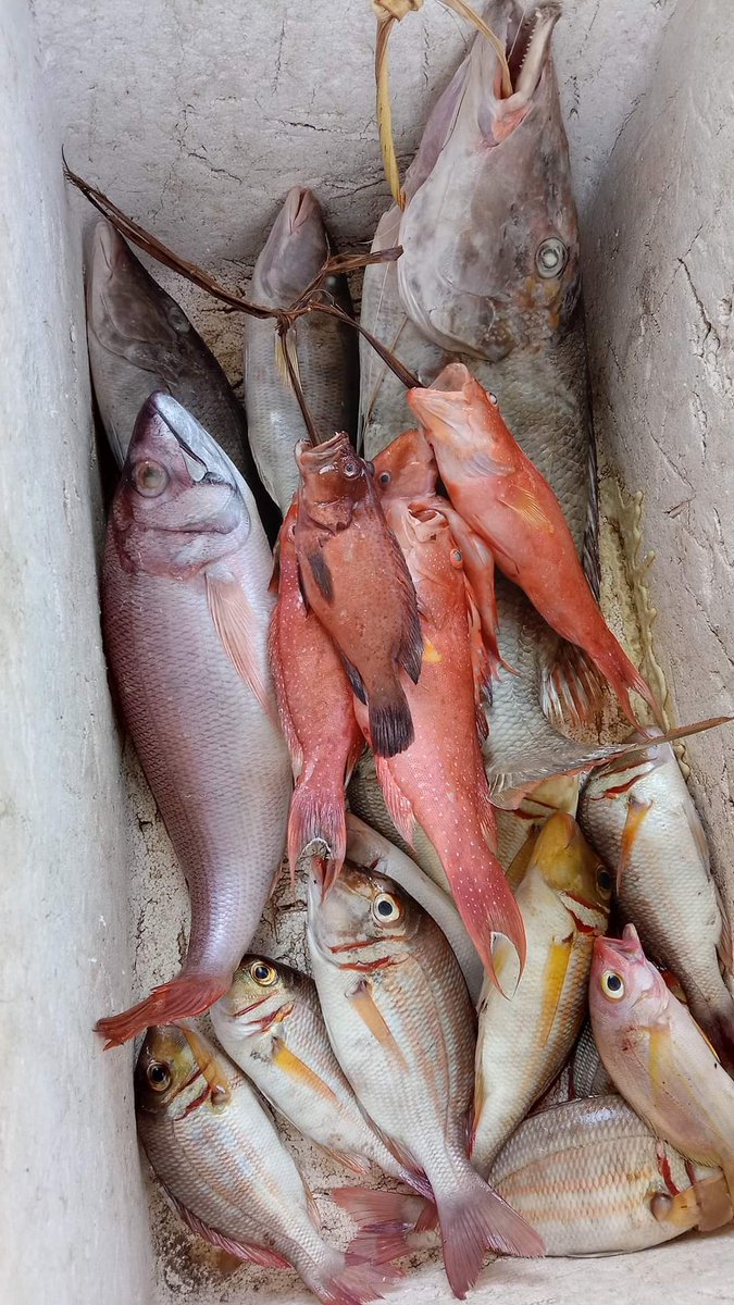 A35579Hermanto's tweet photo. Kamis (09/11), Ashar Hermanto, LuhKan Bolsel, di KUB Buliling Desa Tobayagan, melaporkan hasil tangkapan Ikan Demersal, dengat Alat Tangkap Pancing, sebanyak 10 Kg dengan harga jual rata-rata Rp. 55.000/Kg
#GiatLuhkanSatminkalBitung #PusLatLuh #BPPPBitung #Bolsel #Tangkap https://t.co/sSPUVtRk3S