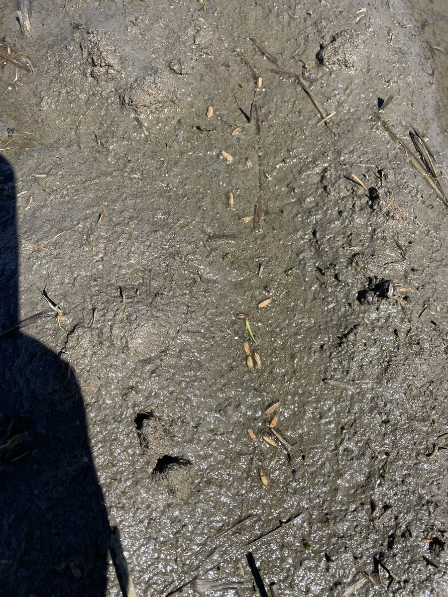 Pat Conlan tweet media