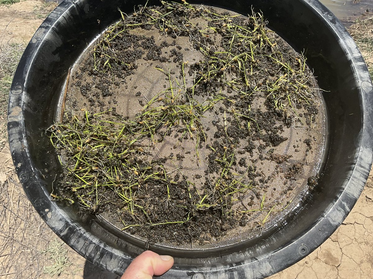 Pat Conlan tweet media